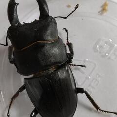 スジブトヒラタクワガタ　徳之島産の画像