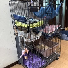 ケージの画像