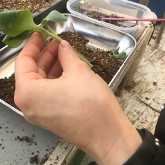 きゅうり苗（接木済み）の画像