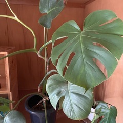 観葉植物🪴の画像