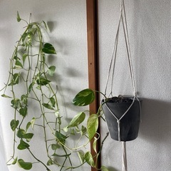 観葉植物🪴の画像