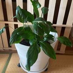 観葉植物🪴の画像