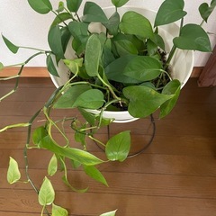観葉植物🪴の画像