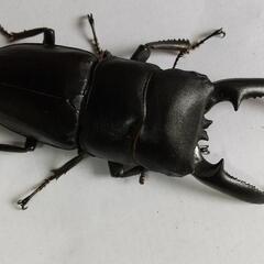 ツシマヒラタクワガタ　の画像