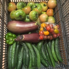 朝一収穫した🥒と🍆と🫑と傷物🍅