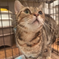【5歳】無償譲渡　アメリカンショートヘア
