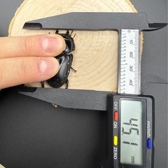 パラワンオオヒラタクワガタのペア販売の画像