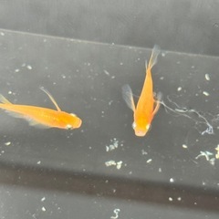 お話中
【メダカ】楊貴妃リアル　卵⑧の画像