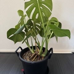 モンステラ　鉢ごとの画像