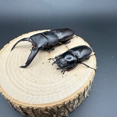 パラワンオオヒラタクワガタの販売の画像