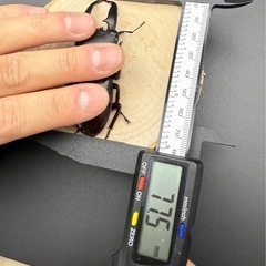 パラワンオオヒラタクワガタの販売の画像