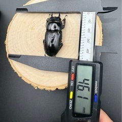 パラワンオオヒラタクワガタの販売の画像