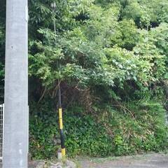 №E608【静岡県浜松市富塚町】山林1筆あげます！