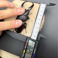 8月22日終了　パラワンオオヒラタクワガタのペア販売の画像