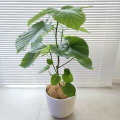 フィカス ウンベラータ 2m 現品　東京都より直接配送のみ　（送料込み） フィカス ウンベラータ 2m 現品 東京都より直接配送のみ （送料込み