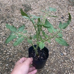 秋トマトに✨中玉トマト🍅 リコピンポンわき芽苗🌱の画像