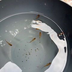 メダカ　忘却の翼　10匹程の画像