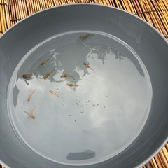 メダカ　忘却の翼　10匹程の画像
