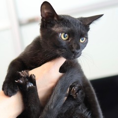 《スス》控えめでおっとりな女の子🐈‍⬛