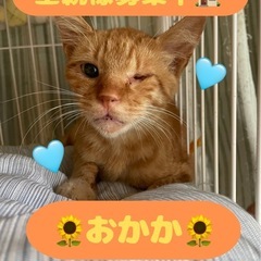 おっとり癒し系！！半年の茶トラ王子🐈👑
