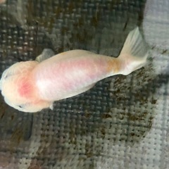 中国産ランチュウ　１２センチ前後の画像
