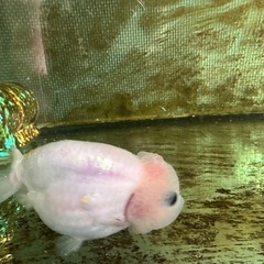 中国産ランチュウ　１２センチ前後の画像
