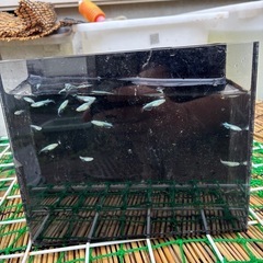 幹之メダカ　10匹程の画像