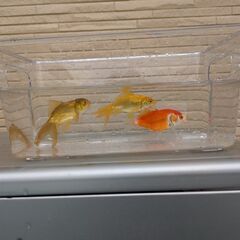 金魚掬いの画像