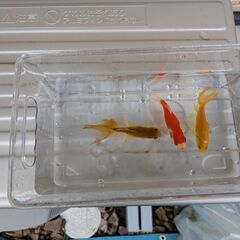 金魚掬いの画像