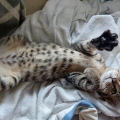 子猫　生後3ヶ月のキジトラくん♂️