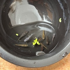 しまじろうメダカの画像