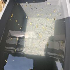 メダカの稚魚～若魚の画像