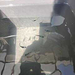メダカの稚魚～若魚の画像