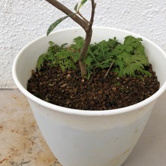 オリーブの木の画像