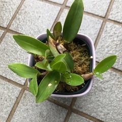 洋ラン・キンギアナム苗の画像