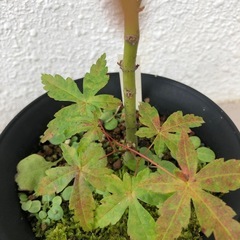 紅葉の画像