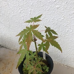 紅葉の画像