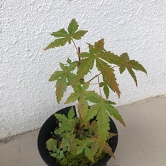 紅葉の画像