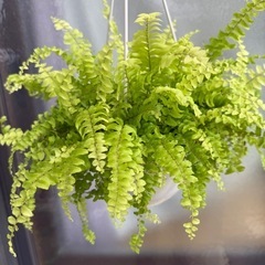 観葉植物　ネフロレピスの画像
