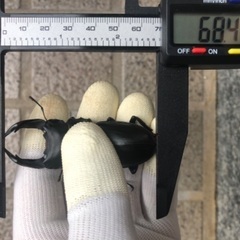 能勢YG血統 国産オオクワガタ 新成虫ペア（オス68.4㎜・メス46.0㎜）の画像