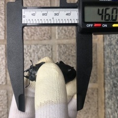 能勢YG血統 国産オオクワガタ 新成虫ペア（オス68.4㎜・メス46.0㎜）の画像