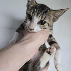 子猫　里親募集