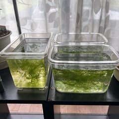 ウィローモス（水草）の画像
