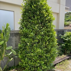 ゴモジュ 胡麻樹 御門樹の画像