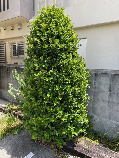 ゴモジュ 胡麻樹 御門樹