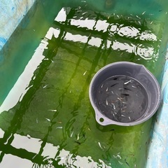 MIXめだか⑦の画像