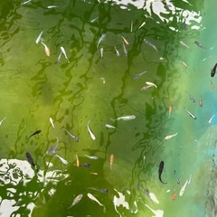 MIXめだか⑦の画像
