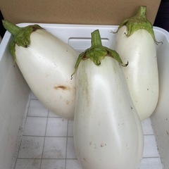 無農薬白ナス1本100円の画像