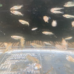 オフホワイトメダカの画像