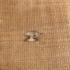 畳の画像